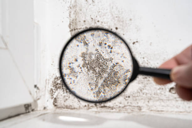 Best Insurance-Related Mold Remediation in New Oxford, PA